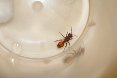 Dasymutilla dionysia