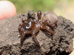 Aliatypus