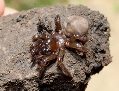 Aliatypus
