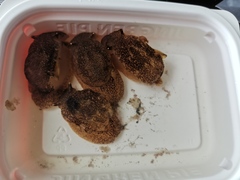 Pleurobranchaea japonica