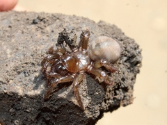Aliatypus