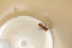 Dasymutilla dionysia