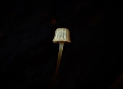 Mycena mamaku