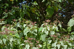 Melochia villosissima