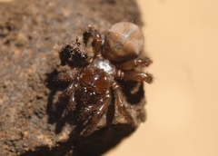 Aliatypus