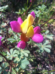 Lupinus stiversii