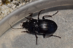 Abax ovalis