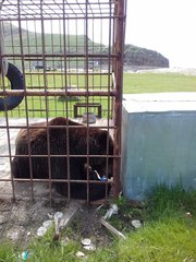 Ursus arctos lasiotus