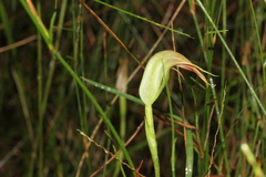 Pterostylis acuminata