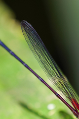 Hetaerina fuscoguttata