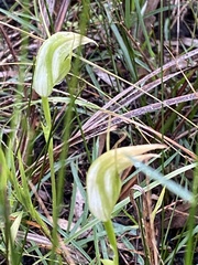 Pterostylis acuminata