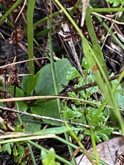 Pterostylis acuminata