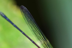 Hetaerina fuscoguttata