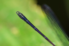 Hetaerina fuscoguttata