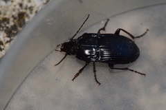 Abax ovalis