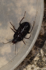 Abax ovalis