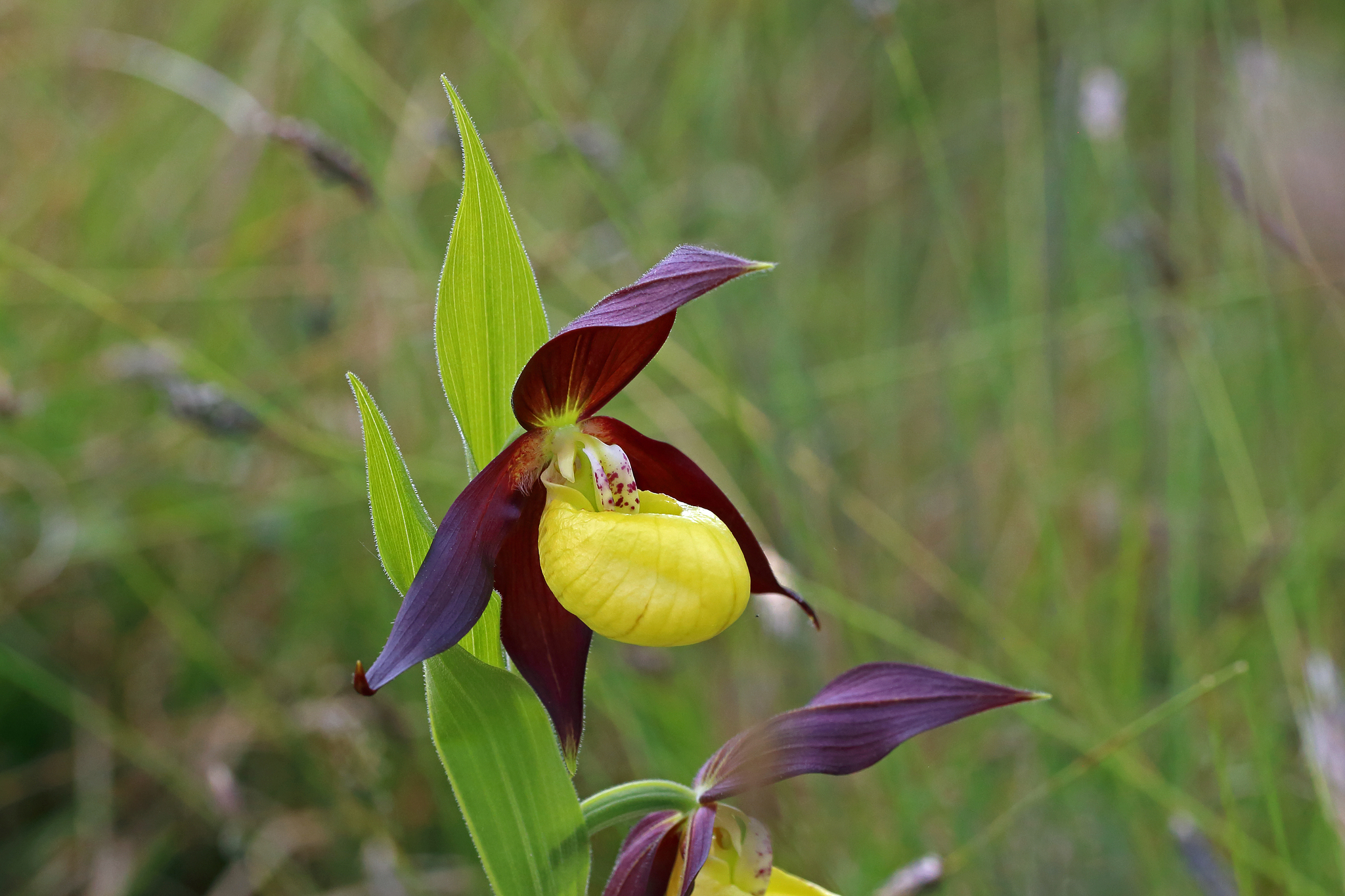 Paphiopedilum insigne