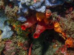 Halocynthia papillosa