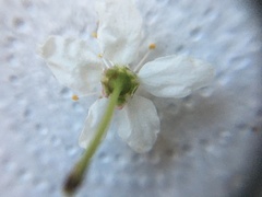 Prunus