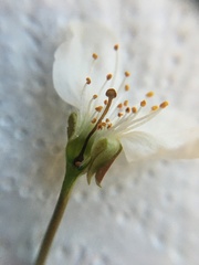Prunus