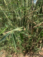 Bambusa stenostachya