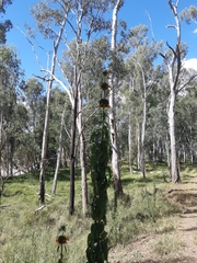 Leonotis nepetifolia