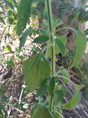 Leonotis nepetifolia