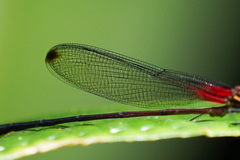 Hetaerina fuscoguttata