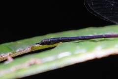 Hetaerina fuscoguttata