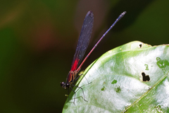 Hetaerina fuscoguttata