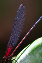 Hetaerina fuscoguttata