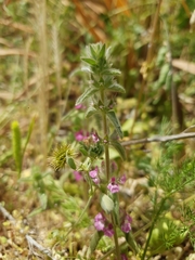 Sideritis romana purpurea