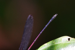 Hetaerina fuscoguttata