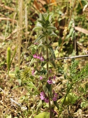 Sideritis romana purpurea