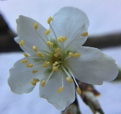 Prunus