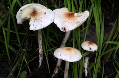 Lepiota cristata