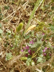 Sideritis romana purpurea