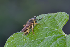Sphecomyia