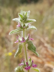 Sideritis romana purpurea