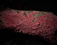 Hymenochaete sphaericola