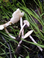 Lepiota cristata