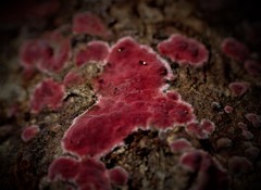 Hymenochaete sphaericola