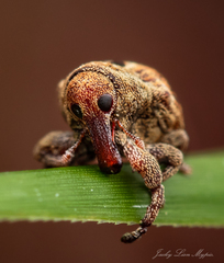 Haplonyx