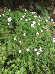 Anemonoides nemorosa