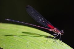 Hetaerina fuscoguttata