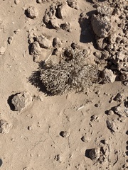 Johnstonella