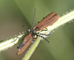 Trichalus