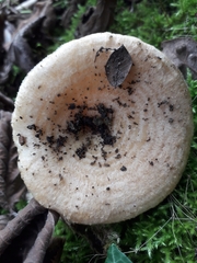 Lactarius mairei