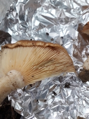 Lactarius mairei
