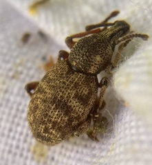 Otiorhynchus singularis